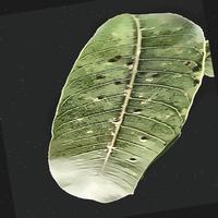 Dataset Image