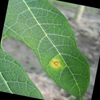 Dataset Image