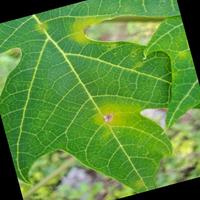 Dataset Image