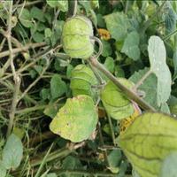 Dataset Image