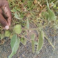 Dataset Image