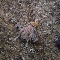 Dataset Image