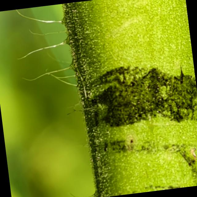 Dataset Image