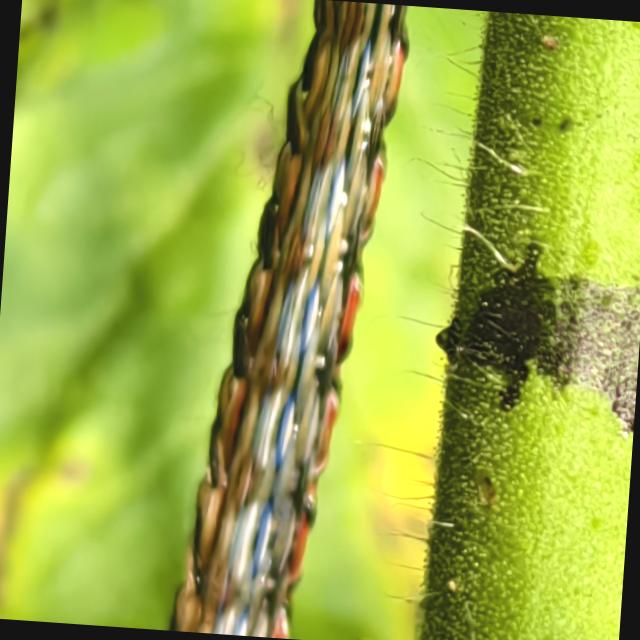Dataset Image