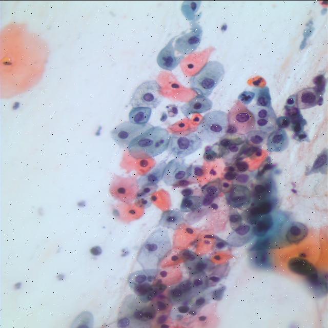 Dataset Image