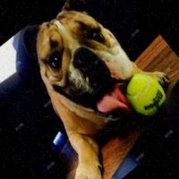 Dataset Image