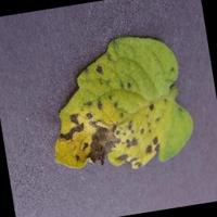 Dataset Image