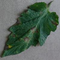 Dataset Image