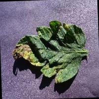 Dataset Image
