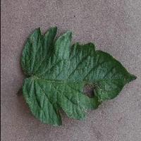 Dataset Image