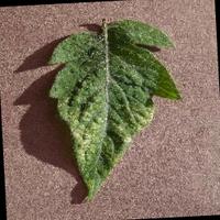 Dataset Image