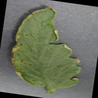 Dataset Image