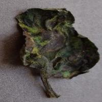 Dataset Image