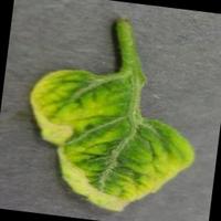 Dataset Image