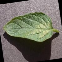 Dataset Image