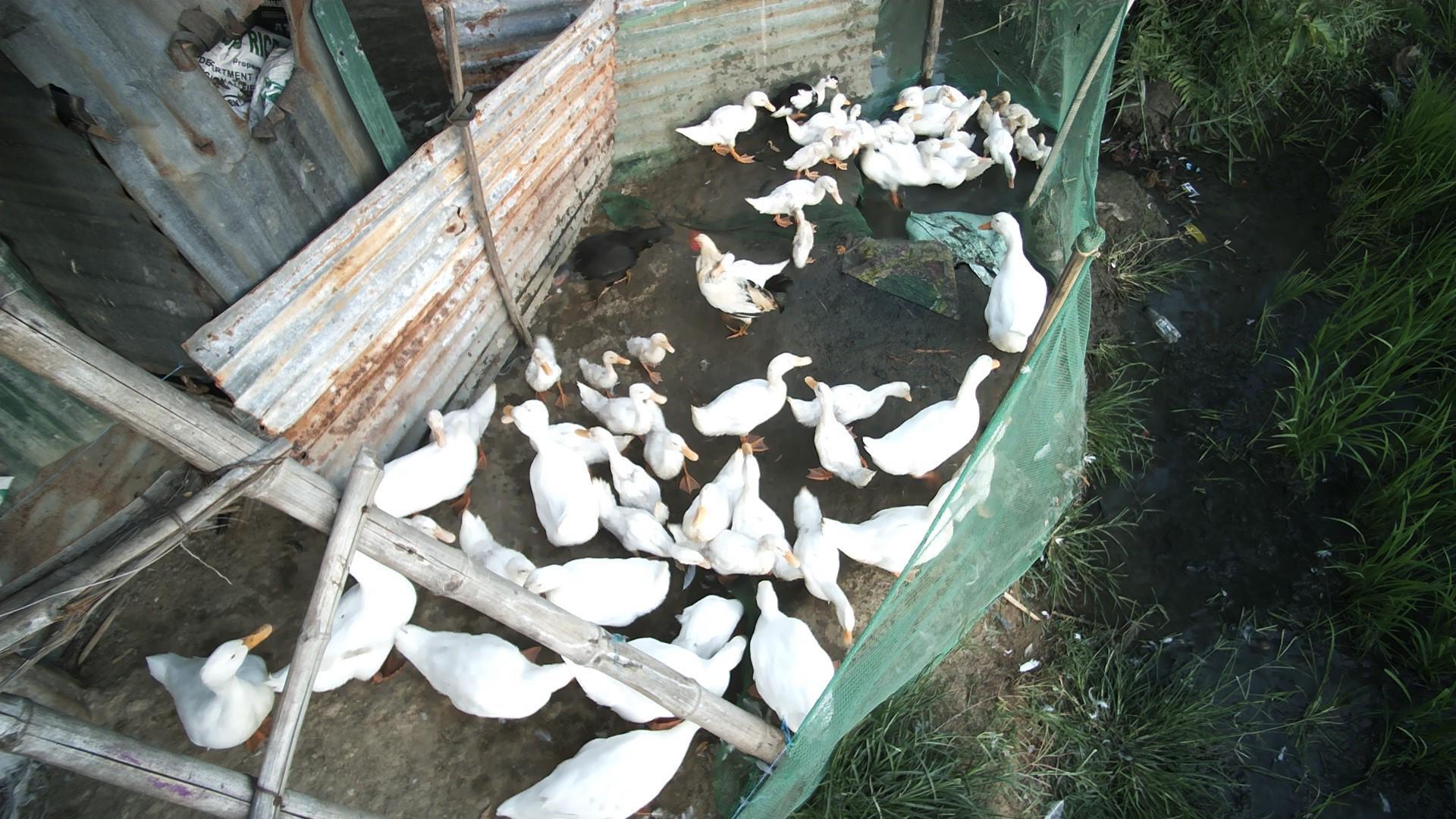 Dataset Image
