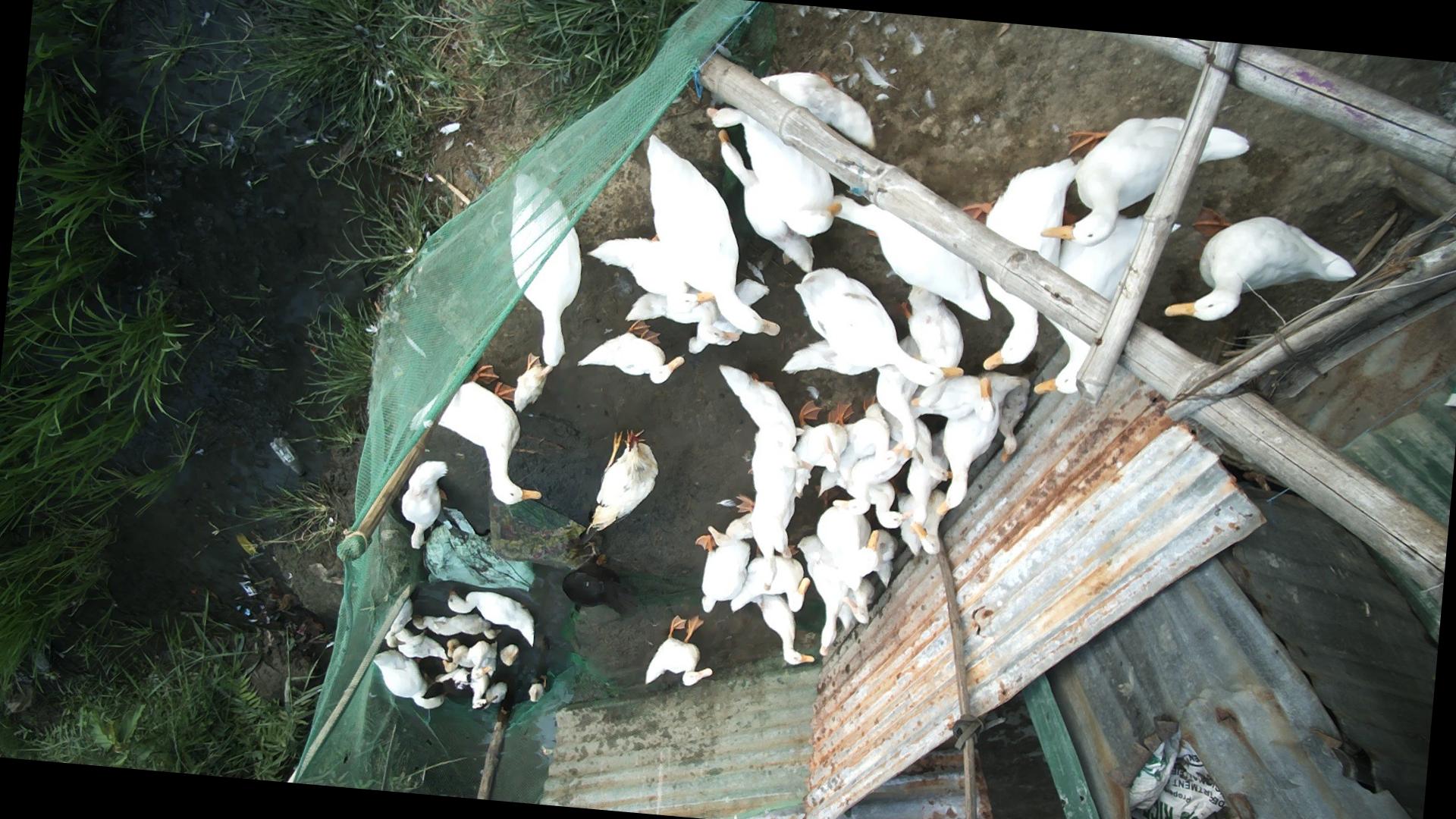 Dataset Image