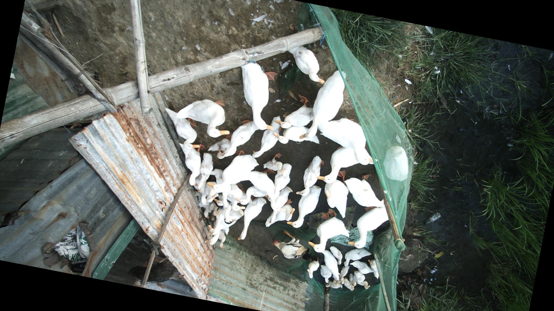 Dataset Image