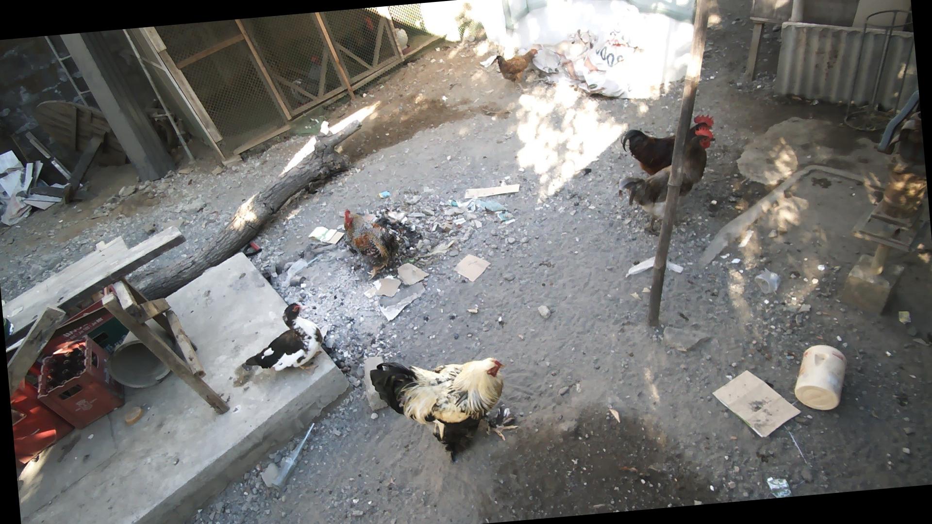 Dataset Image