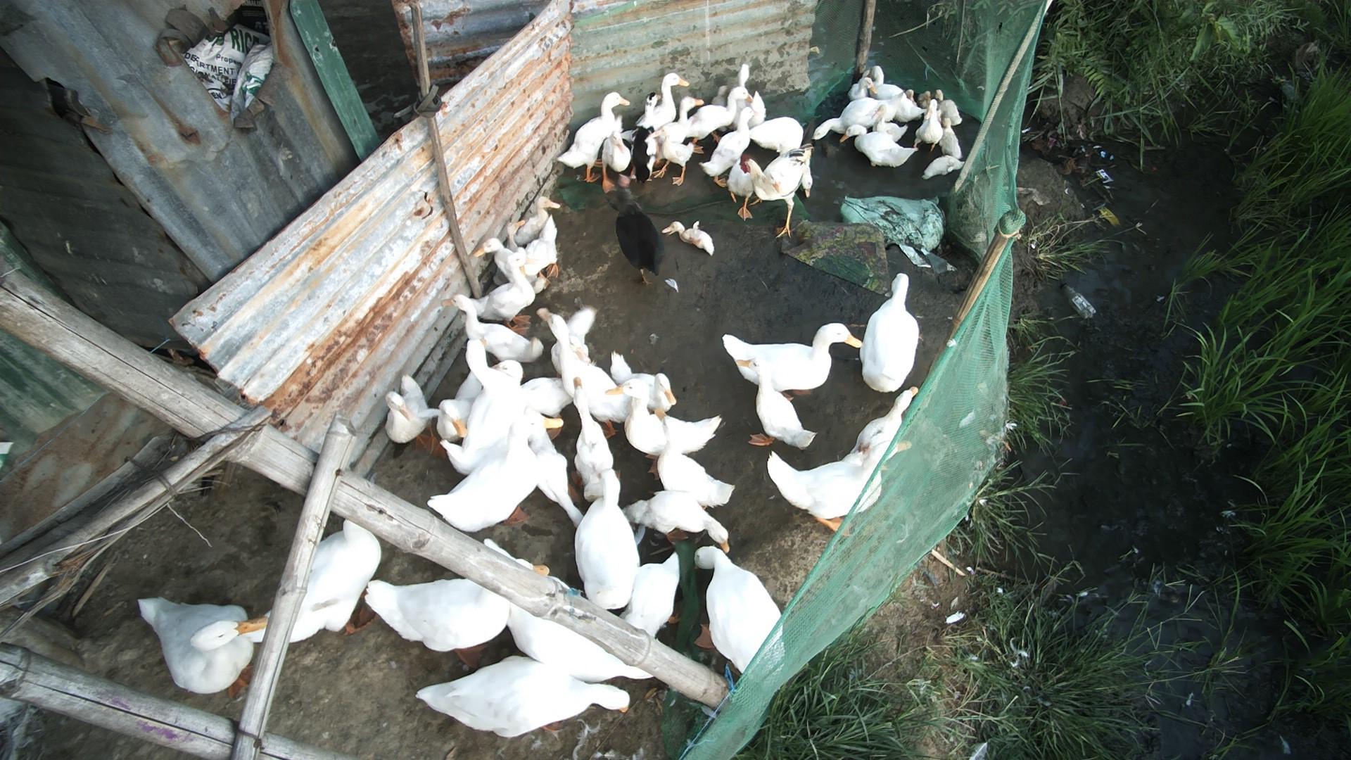 Dataset Image