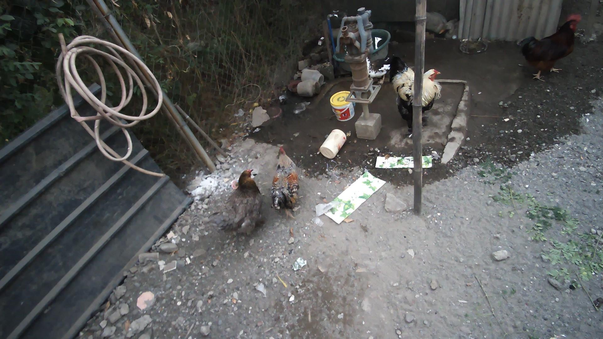 Dataset Image