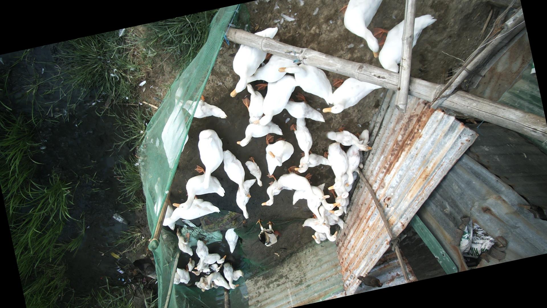 Dataset Image