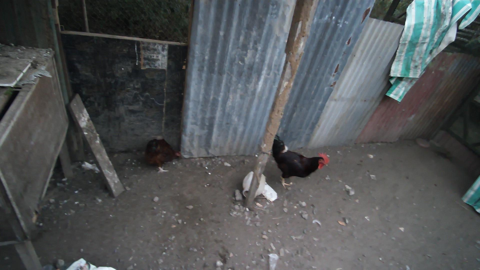Dataset Image