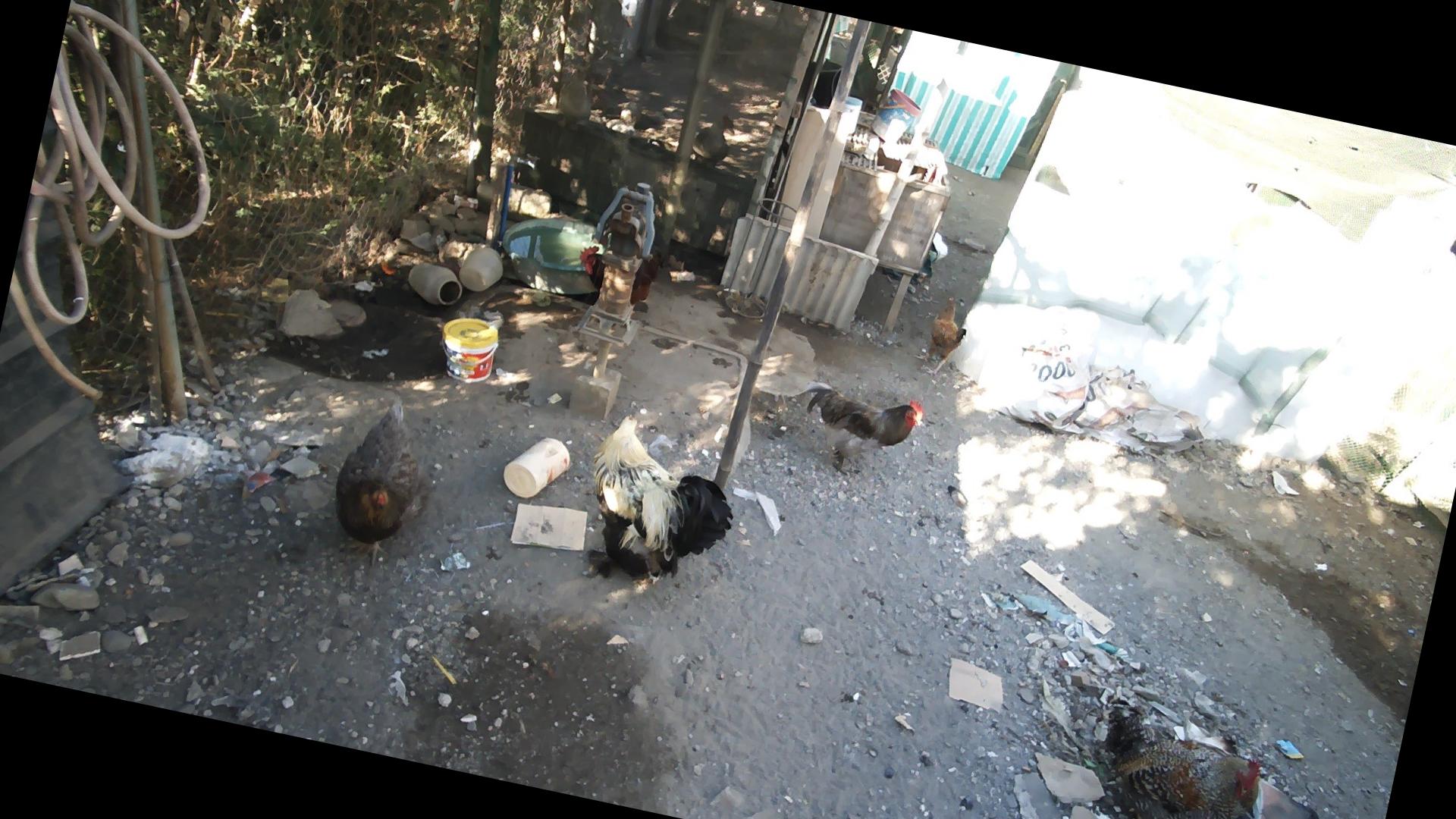 Dataset Image