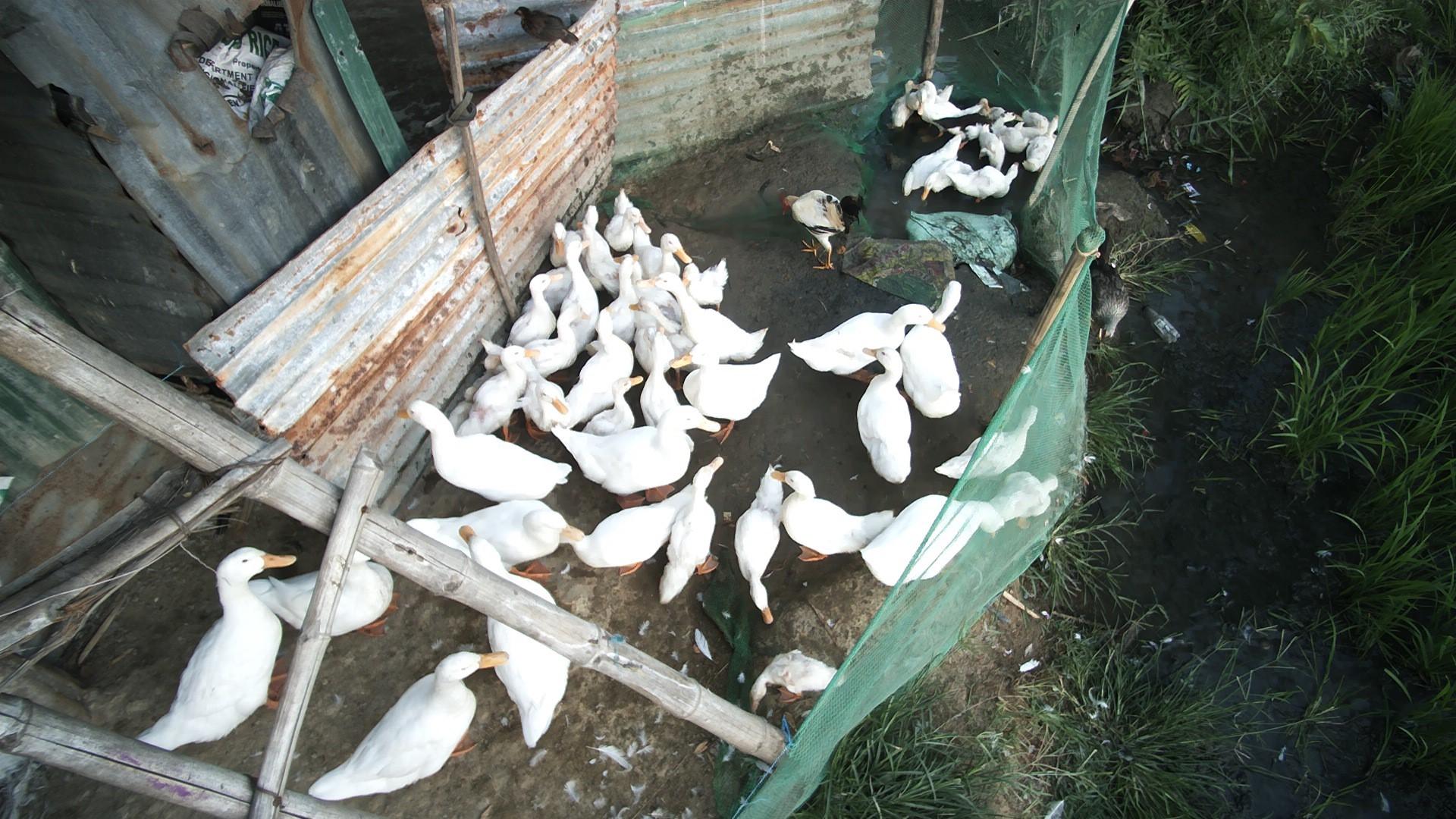 Dataset Image
