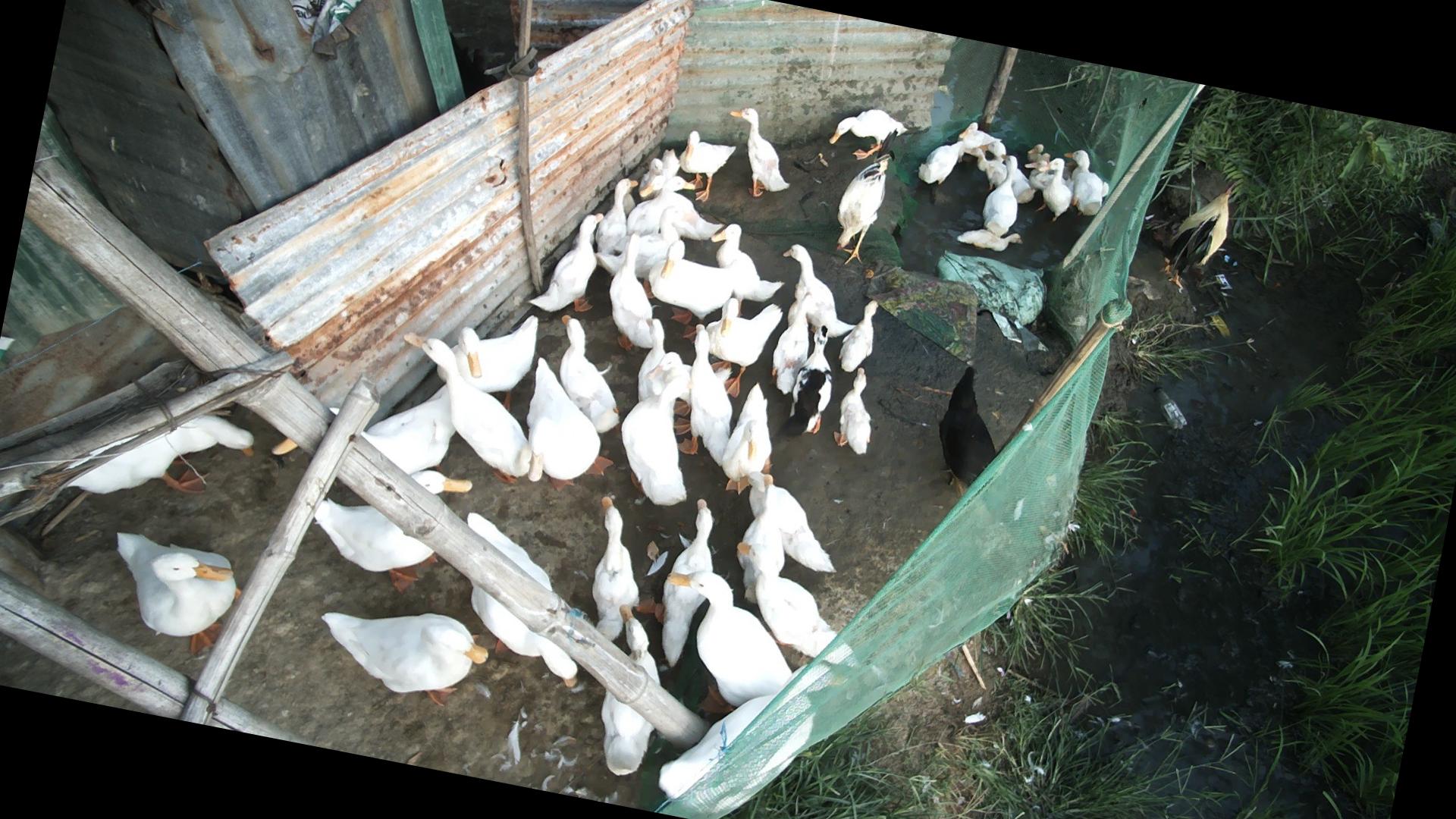 Dataset Image