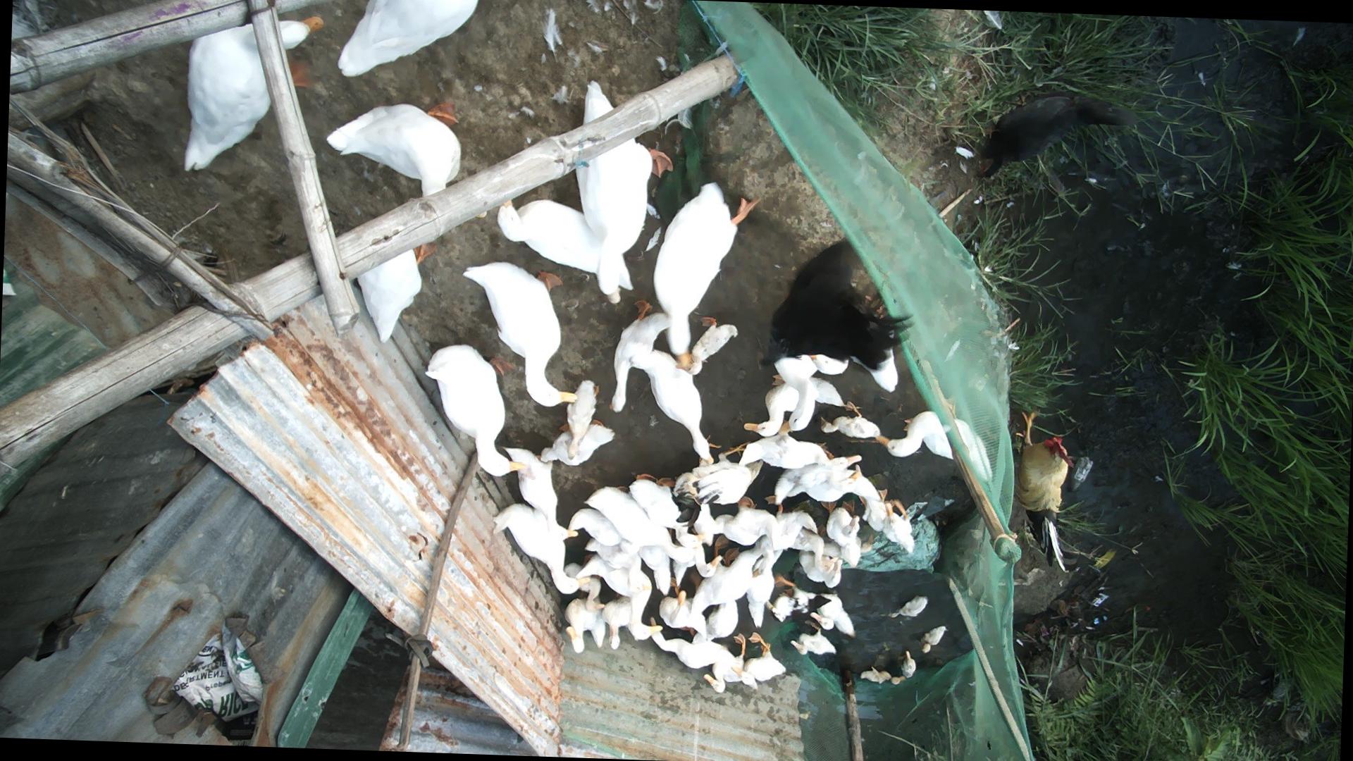Dataset Image