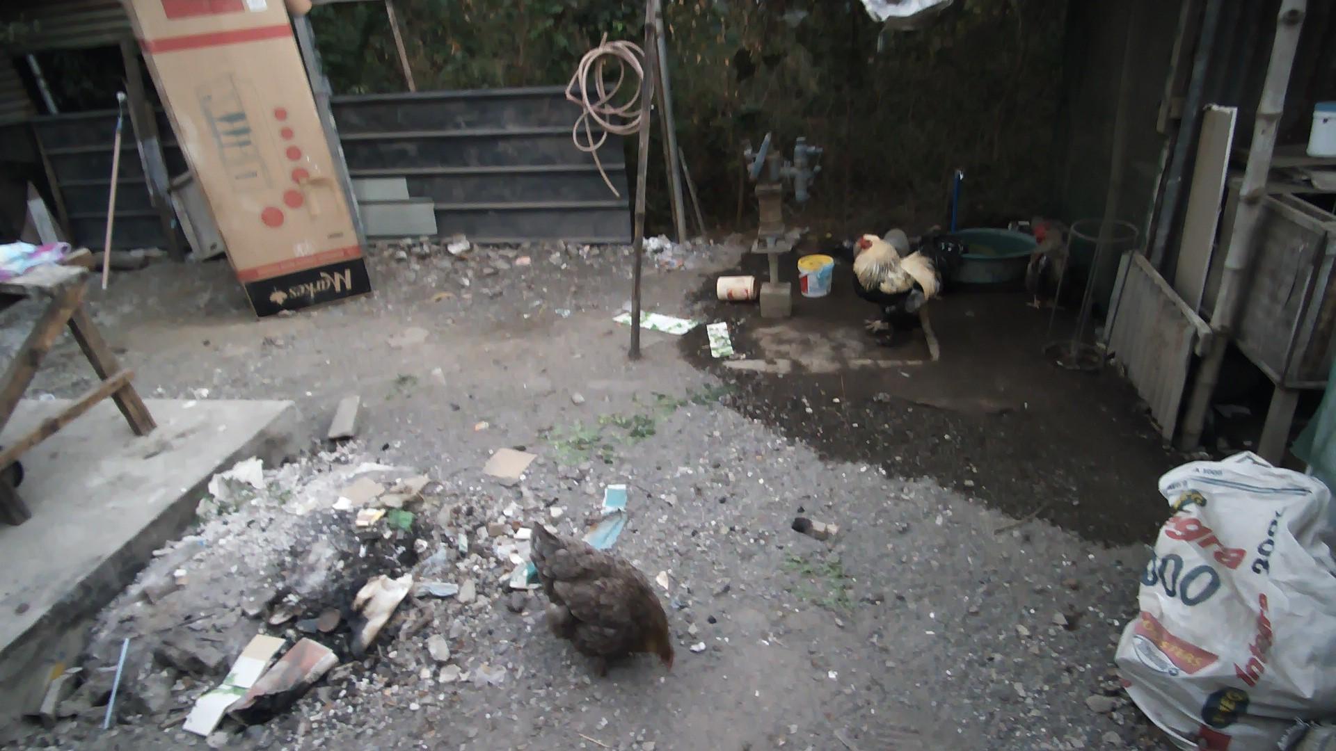 Dataset Image