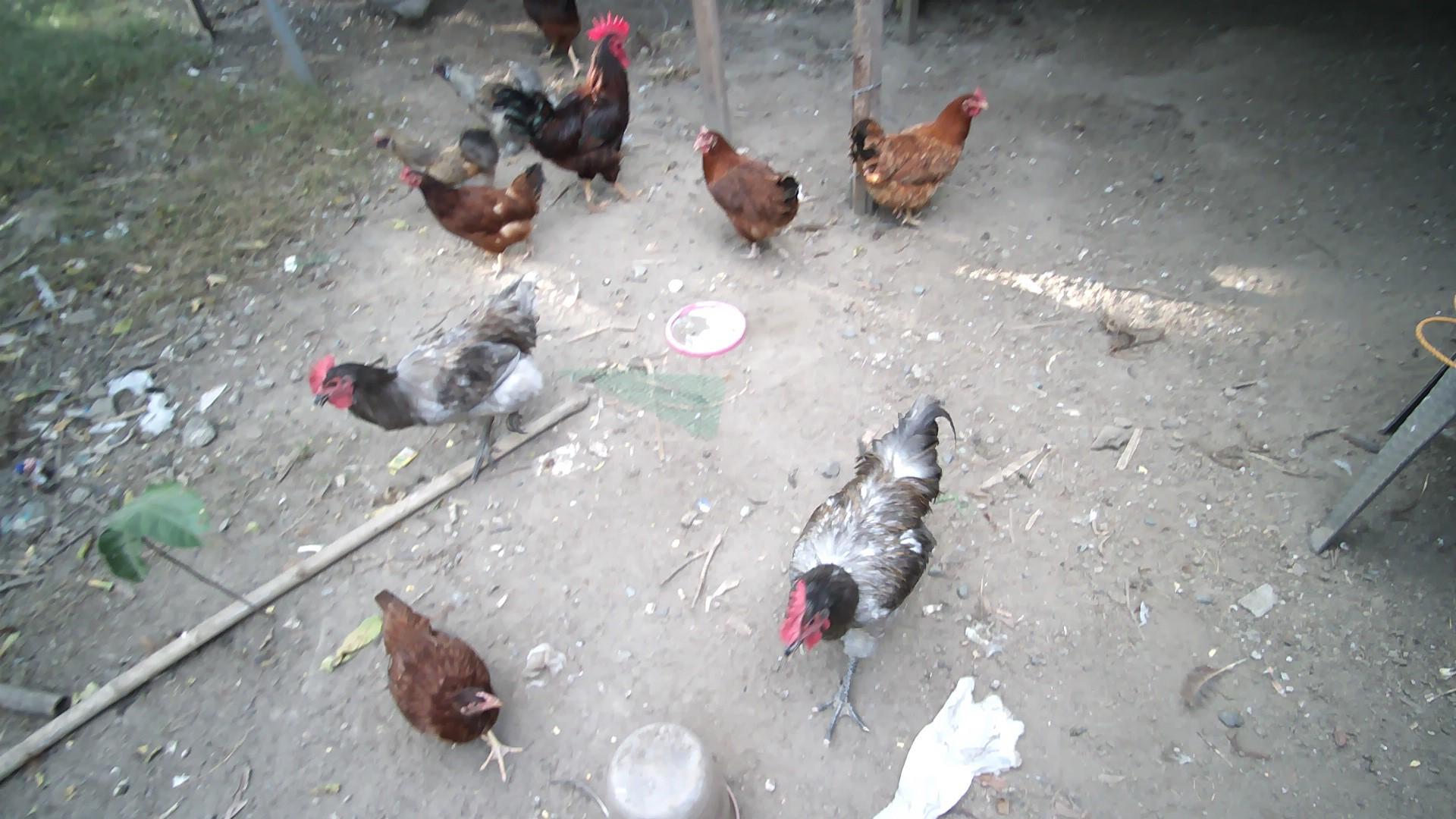 Dataset Image