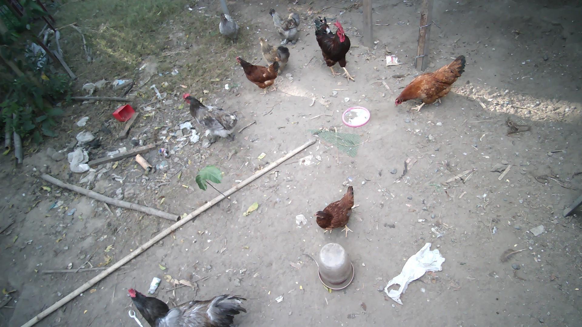 Dataset Image