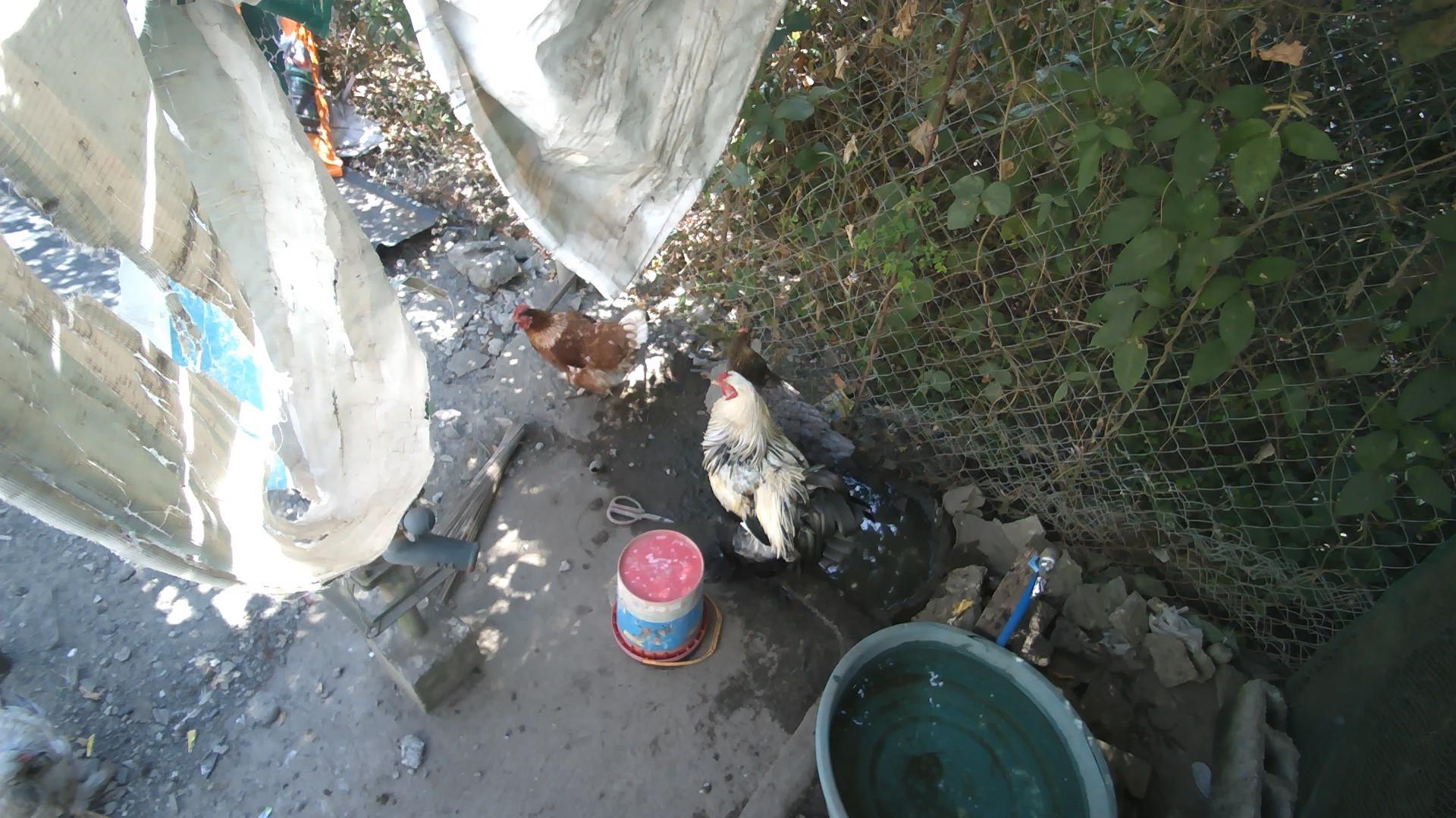 Dataset Image