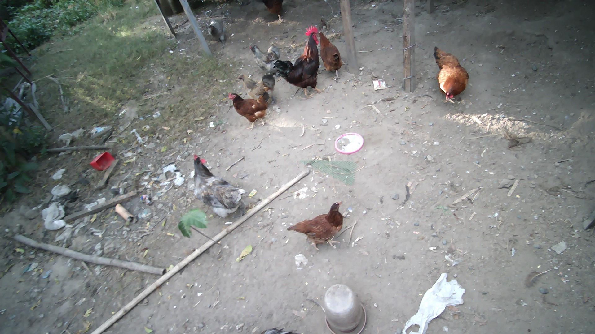 Dataset Image