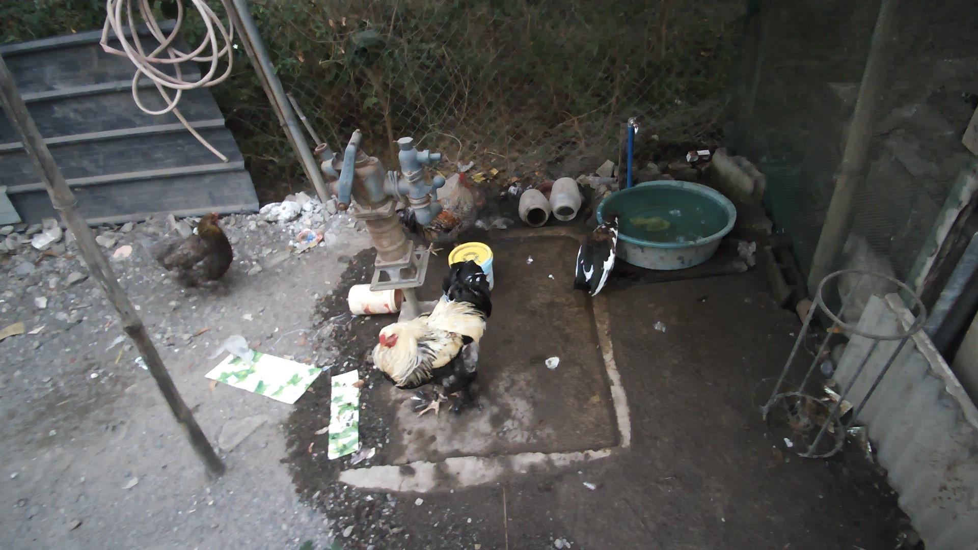 Dataset Image