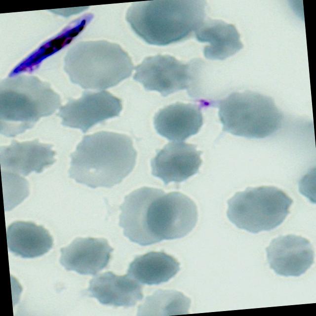 Dataset Image