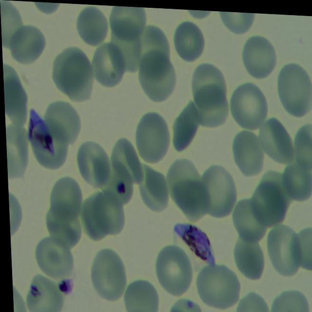 Dataset Image