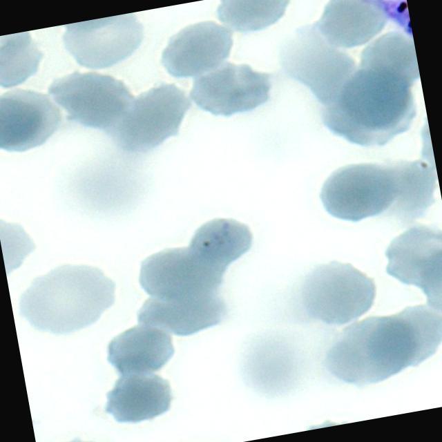 Dataset Image