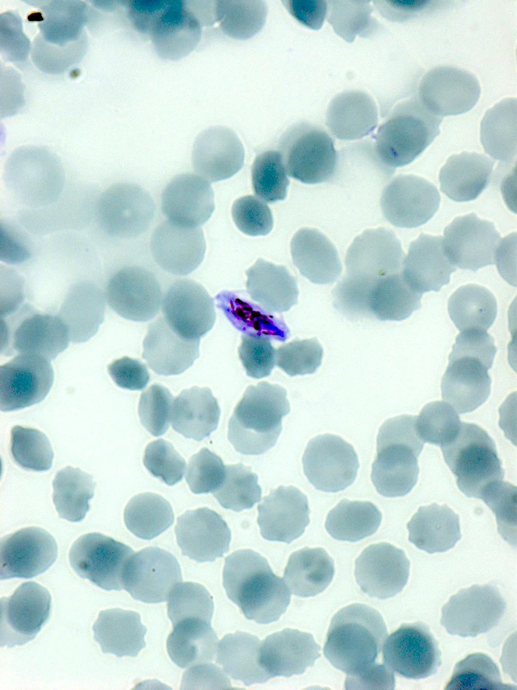 Dataset Image
