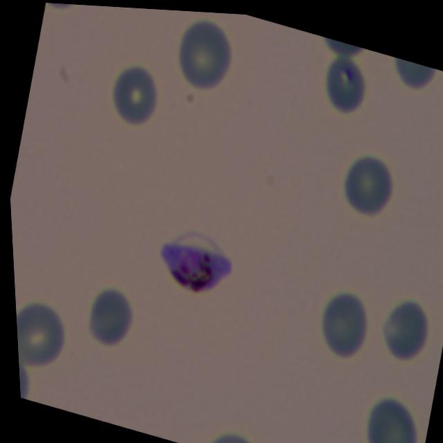 Dataset Image