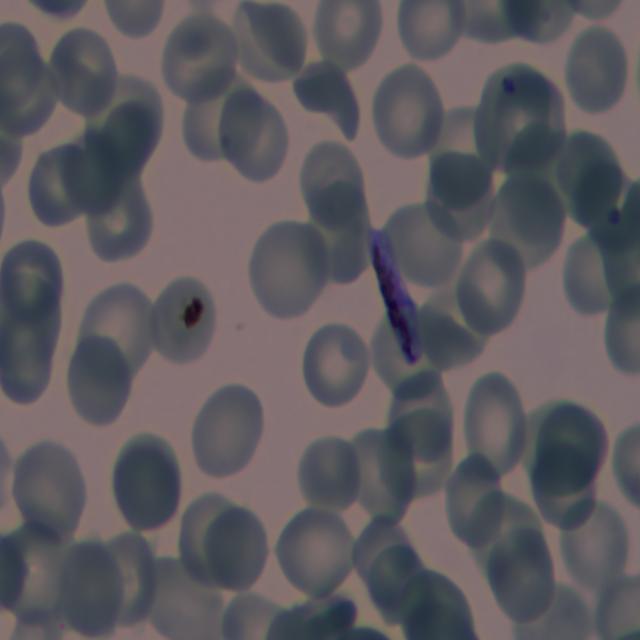 Dataset Image
