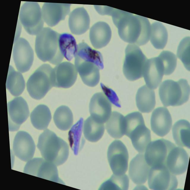 Dataset Image