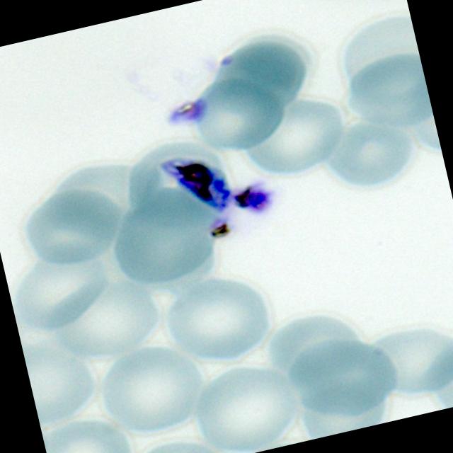 Dataset Image