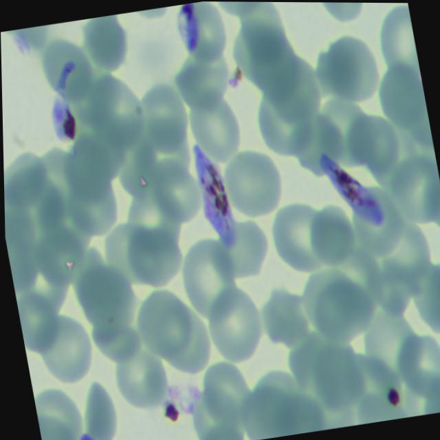Dataset Image
