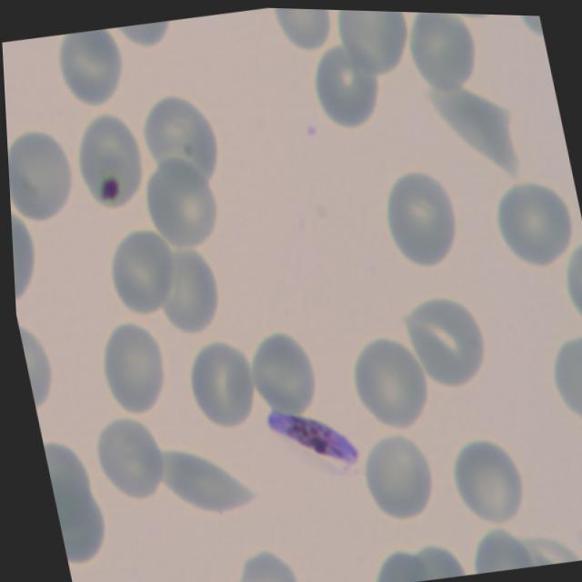 Dataset Image