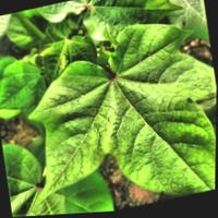 Dataset Image