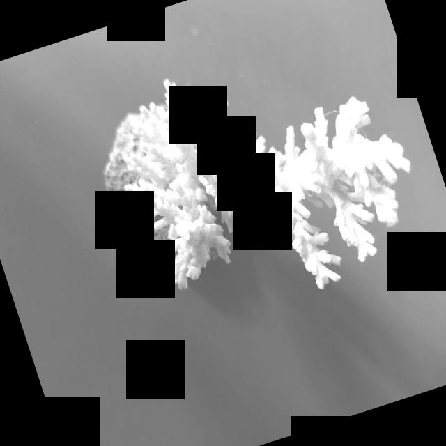 Dataset Image