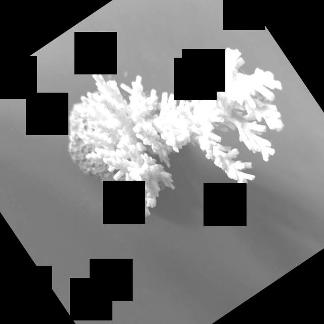 Dataset Image